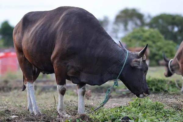 Endonezya 'da bir çiftlikte otlayan, boynu iple bağlanmış, sığır inekleri ve buzağılarla ot yiyen kahverengi bir ineğin yakın plan fotoğrafı. Saman yiyen sığırlar. Aidil adha için kurban ineği.