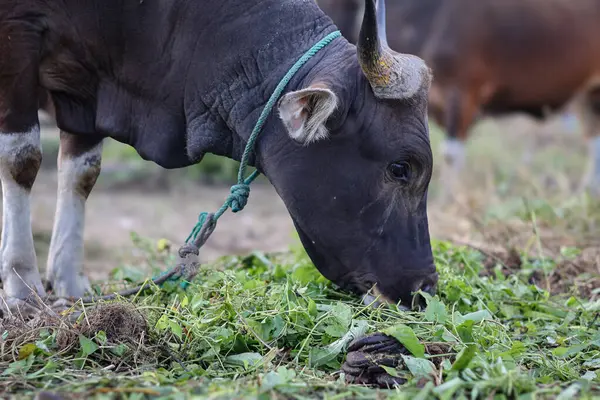 Endonezya 'da bir çiftlikte otlayan, boynu iple bağlanmış, sığır inekleri ve buzağılarla ot yiyen kahverengi bir ineğin yakın plan fotoğrafı. Saman yiyen sığırlar. Aidil adha için kurban ineği.