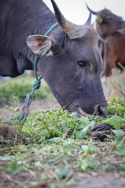 Endonezya 'da bir çiftlikte otlayan, boynu iple bağlanmış, sığır inekleri ve buzağılarla ot yiyen kahverengi bir ineğin yakın plan fotoğrafı. Saman yiyen sığırlar. Aidil adha için kurban ineği.