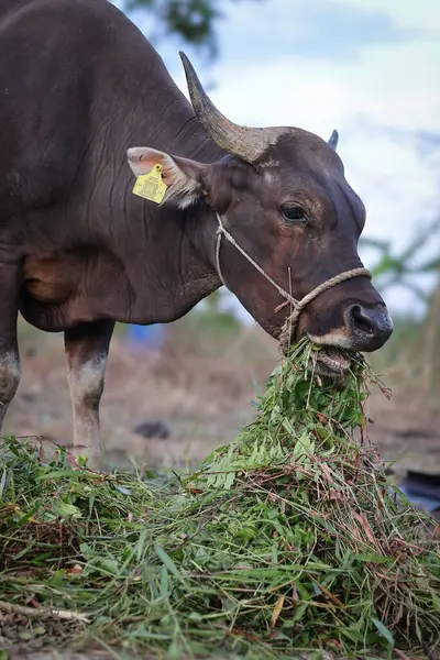 Endonezya 'da bir çiftlikte otlayan, boynu iple bağlanmış, sığır inekleri ve buzağılarla ot yiyen kahverengi bir ineğin yakın plan fotoğrafı. Saman yiyen sığırlar. Aidil adha için kurban ineği.