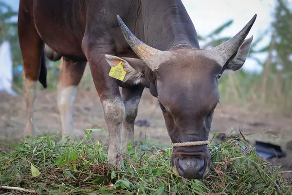 Endonezya 'da bir çiftlikte otlayan, boynu iple bağlanmış, sığır inekleri ve buzağılarla ot yiyen kahverengi bir ineğin yakın plan fotoğrafı. Saman yiyen sığırlar. Aidil adha için kurban ineği.