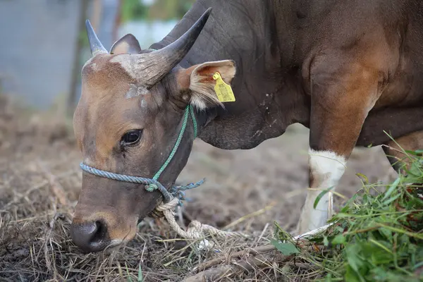 Endonezya 'da bir çiftlikte otlayan, boynu iple bağlanmış, sığır inekleri ve buzağılarla ot yiyen kahverengi bir ineğin yakın plan fotoğrafı. Saman yiyen sığırlar. Aidil adha için kurban ineği.