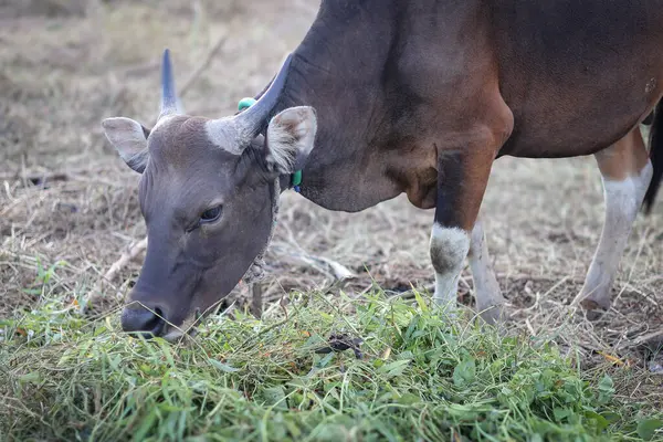 Endonezya 'da bir çiftlikte otlayan, boynu iple bağlanmış, sığır inekleri ve buzağılarla ot yiyen kahverengi bir ineğin yakın plan fotoğrafı. Saman yiyen sığırlar. Aidil adha için kurban ineği.
