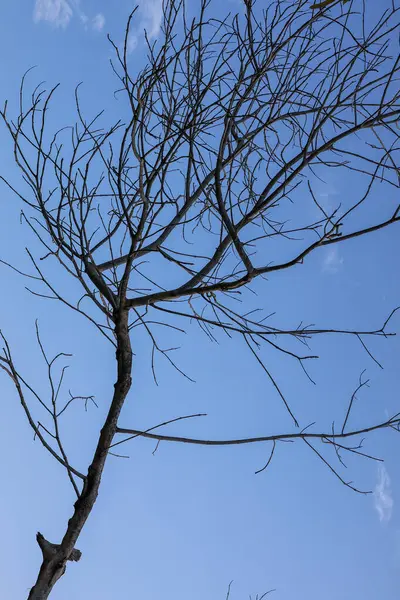 Ölü Ağacın Çıplak Dalları Arka plan Mavi Gökyüzü. Doğa Manzarası Bahar Konsepti. Gökyüzüne Karşı Şubeler. Yapraksız Kuru Ağaç Dalları.