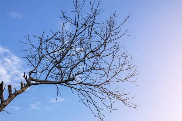 Ölü Ağacın Çıplak Dalları Arka plan Mavi Gökyüzü. Doğa Manzarası Bahar Konsepti. Gökyüzüne Karşı Şubeler. Yapraksız Kuru Ağaç Dalları.