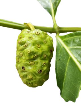 Beyaz arka planda izole edilmiş büyük morinda meyvesi veya non-i meyve