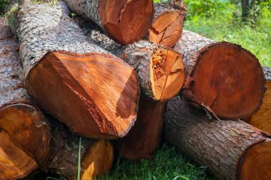 Bir yığın tahta kütük, kesilmiş ve istiflenmiş büyük ağaç gövdeleri. Ormanda kesilmiş bir yığın çam ağacı kütüğü. Ekolojik Hasar. Ormanların tahrip edilmesinin Avrupa 'nın Evergreen Ormanları üzerindeki etkisi.