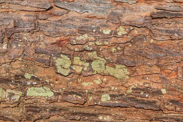 Ağaç kabuğu dokusunun yakın plan görüntüleri doğal ahşap desenler ve kaba kumlu yüzey, çevre dostu projeler ve doğa temalı tasarımlar için idealdir. Organik madde ve karbon nötr.
