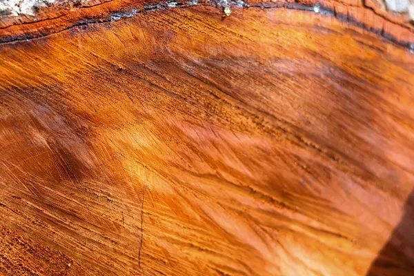 Ağaç kabuğu dokusunun yakın plan görüntüleri doğal ahşap desenler ve kaba kumlu yüzey, çevre dostu projeler ve doğa temalı tasarımlar için idealdir. Organik madde ve karbon nötr.