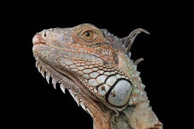 Baş Yeşil Iguana 'yı kapat (yaygın veya Amerikan iguanası olarak da bilinir) siyah arka planda izole. Çoğunlukla Iguana cinsinin otçul türleri. Güney Amerika 'ya özgüdür..