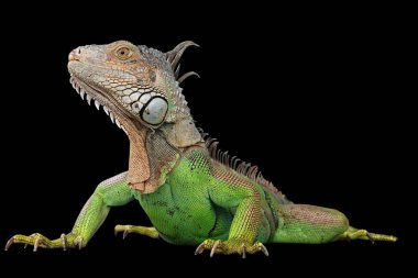 Yeşil iguana (yaygın ya da Amerikan iguanası olarak da bilinir) siyah arka planda izole edilmiştir. Çoğunlukla Iguana cinsinin otçul türleri. Orta Amerika, Güney Amerika 'ya özgü..