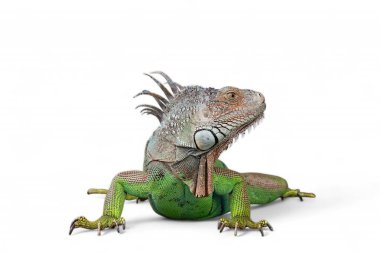 Yeşil iguana (yaygın ya da Amerikan iguanası olarak da bilinir) beyaz arka planda izole edilmiştir. Çoğunlukla Iguana cinsinin otçul türleri. Orta Amerika, Güney Amerika 'ya özgü..