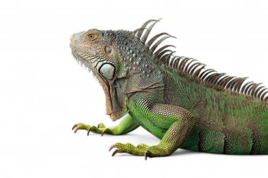 Yeşil iguana (yaygın ya da Amerikan iguanası olarak da bilinir) beyaz arka planda izole edilmiştir. Çoğunlukla Iguana cinsinin otçul türleri. Orta Amerika, Güney Amerika 'ya özgü..