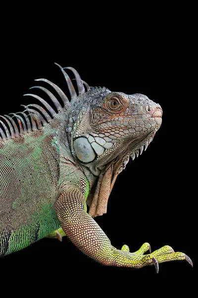 Yeşil iguana (yaygın ya da Amerikan iguanası olarak da bilinir) siyah arka planda izole edilmiştir. Çoğunlukla Iguana cinsinin otçul türleri. Orta Amerika, Güney Amerika 'ya özgü..