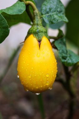 Solanum mammosum, yaygın olarak nipplefruit, fox head, cow 's medder, or apple of Sodom olarak bilinir, yenmez bir Pan-American tropikal meyvesidir.. 