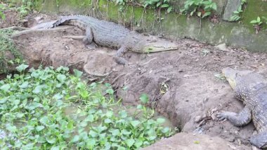 Estuarine timsahı nehirde kahverengi suyla, sadece arkasını ve kafasının bir kısmını gösteriyor..