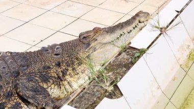 Estuarine timsahı nehirde kahverengi suyla, sadece arkasını ve kafasının bir kısmını gösteriyor..