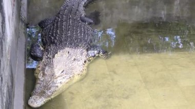 Estuarine timsahı nehirde kahverengi suyla, sadece arkasını ve kafasının bir kısmını gösteriyor..