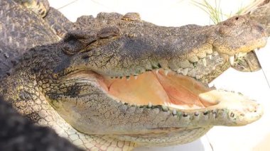 Estuarine timsahı nehirde kahverengi suyla, sadece arkasını ve kafasının bir kısmını gösteriyor..