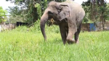 Hayvan kampındaki yeşil alanda çimen yiyen dişi Asya fili. Vahşi hayvan ve turizm. Endonezya