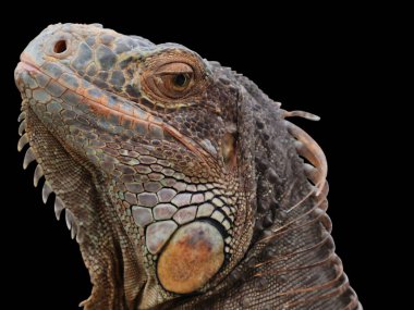 İguana büyük yeşil (yaygın veya Amerikan iguanası olarak da bilinir) siyah zemin üzerinde izole edilmiştir. Çoğunlukla Iguana cinsinin otçul türleri. Orta Amerika, Güney Amerika 'ya özgü..