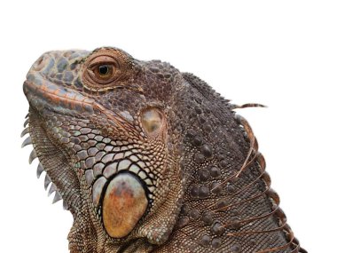İguana büyük yeşil (yaygın veya Amerikan iguanası olarak da bilinir) beyaz arka planda izole edilmiştir. Çoğunlukla Iguana cinsinin otçul türleri. Orta Amerika, Güney Amerika 'ya özgü..