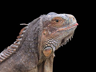 İguana büyük yeşil (yaygın veya Amerikan iguanası olarak da bilinir) siyah zemin üzerinde izole edilmiştir. Çoğunlukla Iguana cinsinin otçul türleri. Orta Amerika, Güney Amerika 'ya özgü..