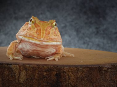 Geniş ağızlı ya da Arjantin boynuzlu kurbağası (Ceratophrys ornata) ya da ağaç gövdesinde turuncu renkli albino pacman kurbağası.