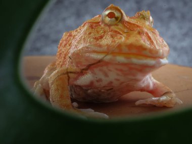 Geniş ağızlı ya da Arjantin boynuzlu kurbağası (Ceratophrys ornata) ya da turuncu renkli ve yeşil yapraklı albino pacman kurbağası..