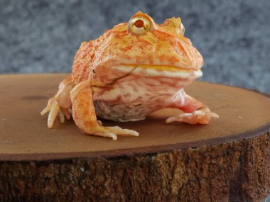 Geniş ağızlı ya da Arjantin boynuzlu kurbağası (Ceratophrys ornata) ya da ağaç gövdesinde turuncu renkli albino pacman kurbağası.