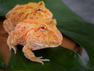 Geniş ağızlı veya Arjantin boynuzlu kurbağası (Ceratophrys ornata) veya yeşil yapraklı turuncu renkli albino pacman kurbağası.