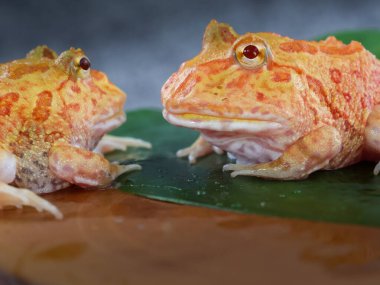 Geniş ağızlı veya Arjantin boynuzlu kurbağası (Ceratophrys ornata) veya yeşil yapraklı turuncu renkli albino pacman kurbağası.