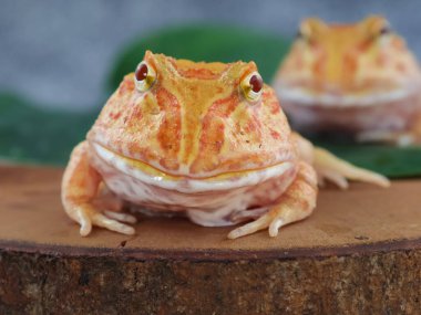 Geniş ağızlı ya da Arjantin boynuzlu kurbağası (Ceratophrys ornata) ya da ağaç gövdesinde turuncu renkli albino pacman kurbağası.
