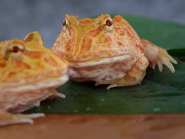 Geniş ağızlı veya Arjantin boynuzlu kurbağası (Ceratophrys ornata) veya yeşil yapraklı turuncu renkli albino pacman kurbağası.