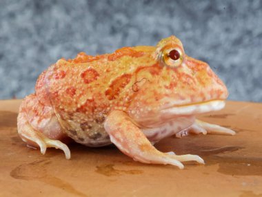 Geniş ağızlı ya da Arjantin boynuzlu kurbağası (Ceratophrys ornata) ya da ağaç gövdesinde turuncu renkli albino pacman kurbağası.