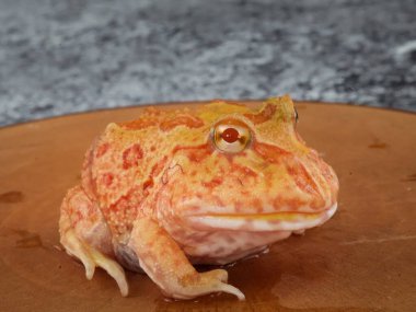 Geniş ağızlı ya da Arjantin boynuzlu kurbağası (Ceratophrys ornata) ya da ağaç gövdesinde turuncu renkli albino pacman kurbağası.
