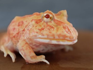 Geniş ağızlı ya da Arjantin boynuzlu kurbağası (Ceratophrys ornata) ya da ağaç gövdesinde turuncu renkli albino pacman kurbağası.