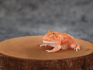 Geniş ağızlı ya da Arjantin boynuzlu kurbağası (Ceratophrys ornata) ya da ağaç gövdesinde turuncu renkli albino pacman kurbağası.
