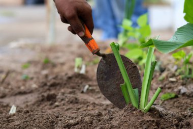 Arka planda bulanık bir bahçe malası kullanarak el ekme tesislerini kapatın..