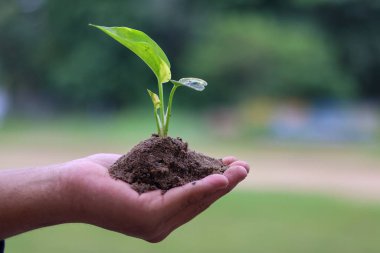 Bulanık yeşil doğa arka planında genç bir bitkinin elini tutmak. Eko toprak kavramı