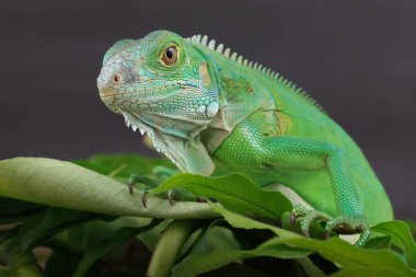Canlı yeşil bir iguana doğrudan kameraya bakar. Detaylı pulları ve büyüleyici gözleri büyük yeşil bir yaprağın üzerindedir..
