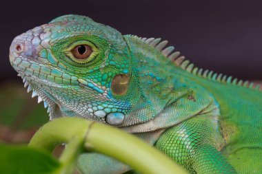 Canlı yeşil bir iguananın büyüleyici bir profil görüntüsü. Detaylı pullarını ve keskin gözlerini yeşil yaprakların üzerine tünemiş halde gösteriyor..
