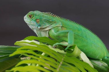 Görkemli yeşil bir iguana, büyük bir yaprağın üzerine tünemiş, parlak pulları ve koyu bir arkaplana karşı vurgulanmış güçlü duruşu ile profil içinde yakalanır..