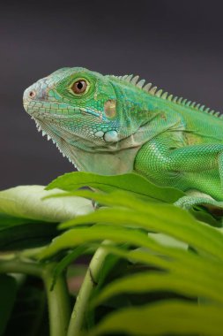 Görkemli yeşil bir iguana, büyük bir yaprağın üzerine tünemiş, parlak pulları ve koyu bir arkaplana karşı vurgulanmış güçlü duruşu ile profil içinde yakalanır..