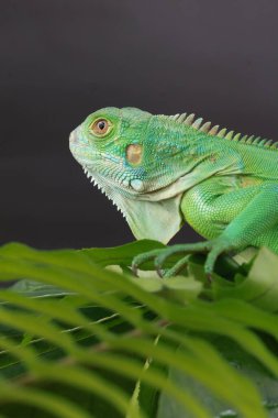 Görkemli yeşil bir iguana, büyük bir yaprağın üzerine tünemiş, parlak pulları ve koyu bir arkaplana karşı vurgulanmış güçlü duruşu ile profil içinde yakalanır..