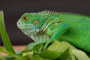 Görkemli yeşil bir iguana, büyük bir yaprağın üzerine tünemiş, parlak pulları ve koyu bir arkaplana karşı vurgulanmış güçlü duruşu ile profil içinde yakalanır..