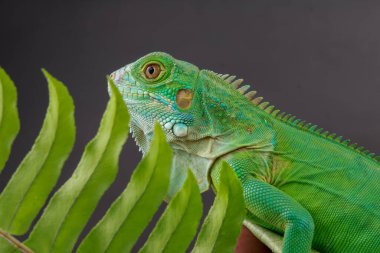 Güzel yeşil bir iguana, kısmen eğreltiotu yaprağının arkasına gizlenmiştir. Detaylı pulları ve canlı rengi bu çarpıcı doğa portresinde görülebilir.
