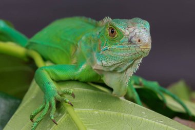 Canlı yeşil bir iguana doğrudan kameraya bakar. Detaylı pulları ve büyüleyici gözleri büyük yeşil bir yaprağın üzerindedir..
