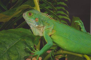 Görkemli yeşil bir iguana, büyük bir yaprağın üzerine tünemiş, parlak pulları ve koyu bir arkaplana karşı vurgulanmış güçlü duruşu ile profil içinde yakalanır..