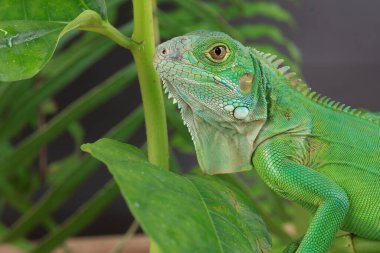Görkemli yeşil bir iguana, büyük bir yaprağın üzerine tünemiş, parlak pulları ve koyu bir arkaplana karşı vurgulanmış güçlü duruşu ile profil içinde yakalanır..